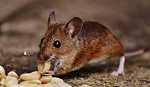 24 Hour & Emergency Exterminators in Tunnel City, WI